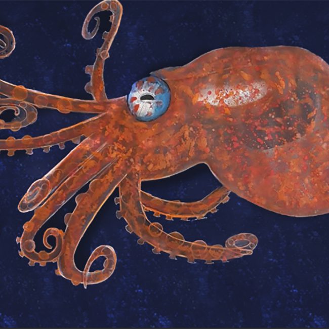 Octopus
